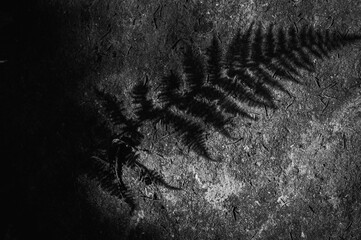 A dramatic black-and-white photo of a fern shadow projected onto a textured surface. The intricate...