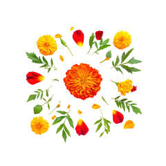 Marigold Flower Arrangement with Petals and Green Foliage on White Background