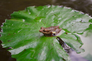 A frog sits on a partially submerged lily pad in a garden.