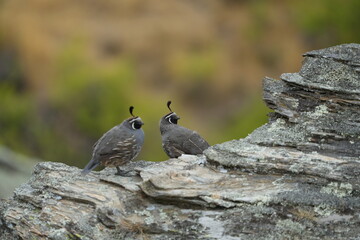 New Zealand - Quail 3
