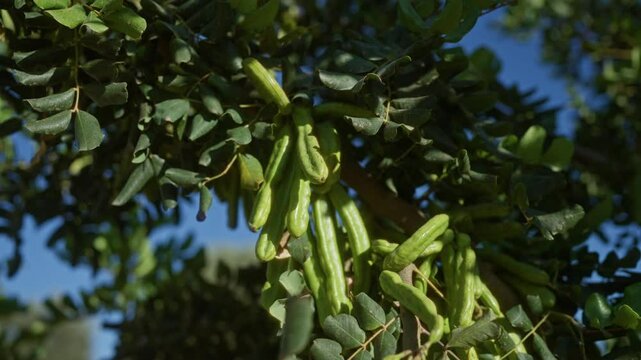 Carob tree branches with green pods against a clear blue sky in mallorca, balearic islands, showcasing the ceratonia siliqua plant outdoors