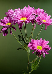 Blooming pink chamomile chrysanthemum on a green background