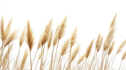 Fototapeta premium Pampas grass displayed against a white backdrop offering ample room for text