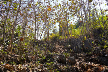 Hike path in the forest