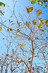 Branches of a tree with blue sky in the background