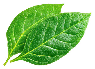 Obraz premium Explore the unique characteristics of vibrant green leaves and their role in nature's ecosystem transparent background