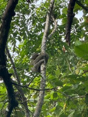 sloth hugging a tree