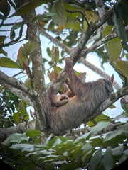 mom and baby sloth © Samantha