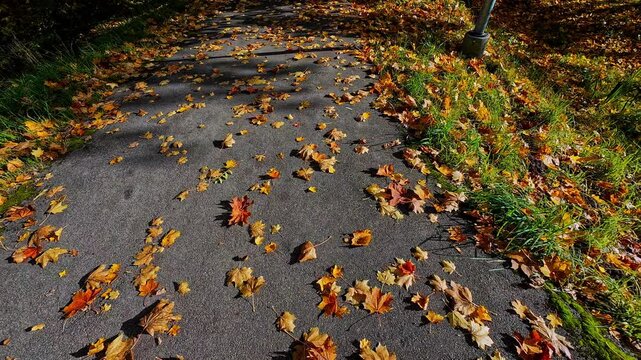 Pan shot of a path and meadow full of orange brown yellow autumn leafs, fallen from the tree, pond, slow motion