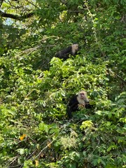 Monkeys in the jungle