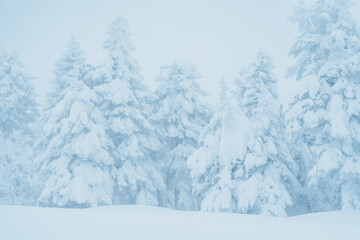 View of Snow monster in Winter day at Mount Zao, Yamagata prefecture, Japan. powder snow covered in frosty weather. Travel, Adventure and Vacation background