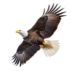 Naklejka premium Majestic Bald Eagle in Flight