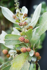 Buttonwood or Conocarpus Erectus, Nice tree leave and fruit