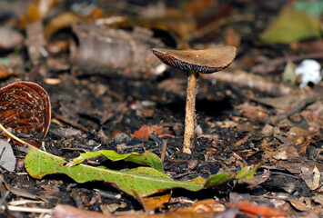 林内の堆積土に灰褐色のムジナタケ茸（自然光+ストロボ・マクロ接写）