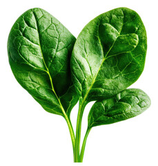 Fototapeta premium Discover the nutritional benefits of fresh spinach leaves for a healthier diet transparent background