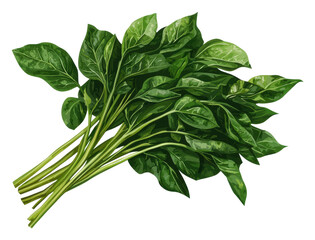 Enhance your culinary creations with fresh green spinach for healthy recipes transparent background
