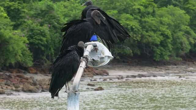 An impressive and captivating aerial view showcases Black Vultures perched on a lamppost, surrounded by the lush, vibrant greenery that defines the beautiful and diverse landscape of Costa Rica