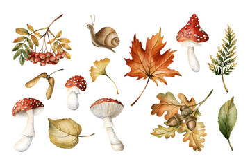 Autunm leaves, mushrooms, berries, seeds and snail. Set of watercolor solated floral food illustrations for fall design © Leyla