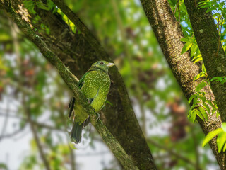 Fat Green Cat Bird Sits On Angled Branch