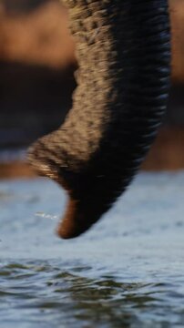 Vertical video - an elephant trunk slurping up water