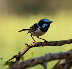 Blue Wren