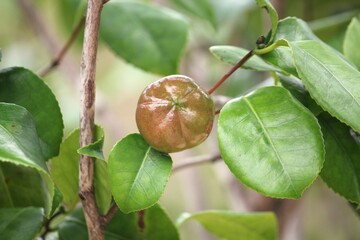 Image of camellia trees blooming on the Daecheongcheon trail