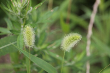 Image of dogwood blooming on the Daecheongcheon trail