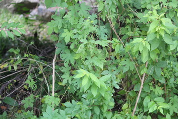 Image of the blooming ginseng vines on the Daecheongcheon Stream trail