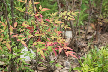 Image of Namcheon in bloom on Daecheongcheon trail