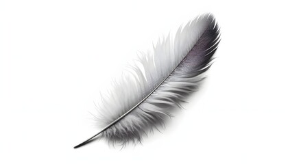 PNG Feather feather white background lightweight.