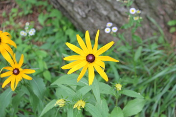 Image of the original chrysanthemum blooming on the Daecheongcheon Stream trail