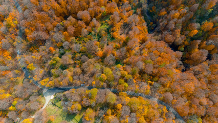 Colorful view of the autumn forest from above. trees and road via drone aerial, autumn leaves. aerial drone view of beautiful forest landscape with autumn trees from above