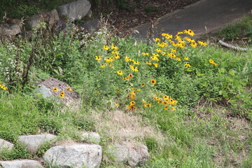 Image of the original chrysanthemum blooming on the Daecheongcheon Stream trail