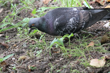 Image of pigeons searching for food on Daecheongcheon Trail