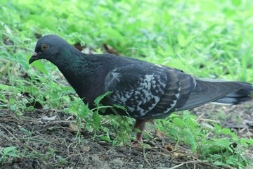 Obraz premium Image of pigeons searching for food on Daecheongcheon Trail