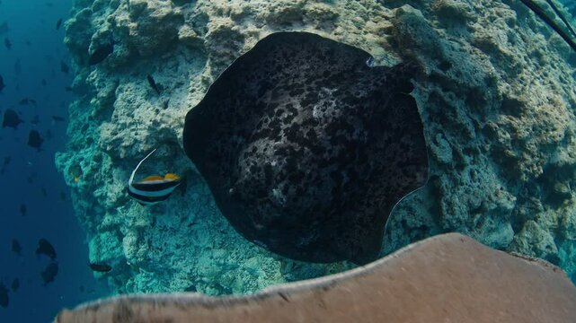 Stingray glides underwater in the tropical sea. Underwater footage of the vivid sea full of marine life
