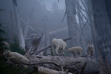 Mountain goats on a burnt tree in mist. Mystical mood close to santiam pass, oregon. Young mountain goats.