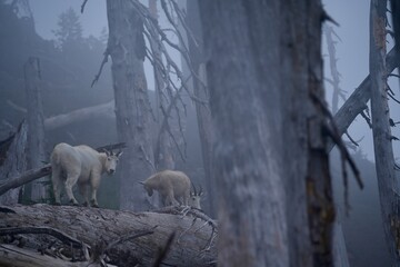 Mountain goats on a burnt tree in mist. Mystical mood close to santiam pass, oregon. Young mountain goats.