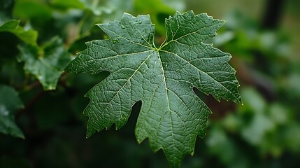 A Single, Lush Green Grape Leaf With Detailed Veins