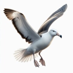 Albatross is isolated on a white background 1