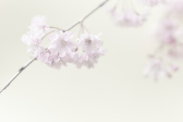 灰色背景淡い色合いのしだれ桜の花　ハイキー