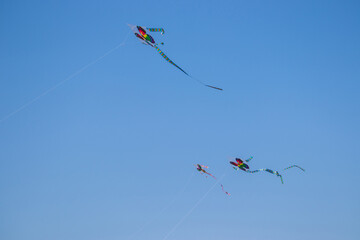 The dance of butterfly and eagle kites across the blue sky. Kite flying, a Korean folk game from Lunar New Year to Daeboreum, symbolizes sending away misfortune and welcoming good fortune.