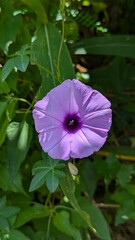 Ipomoea Cairica flowers are blooming