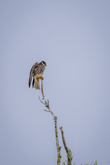 Beautiful predatory bird Eurasian hobby take off for hunting prey