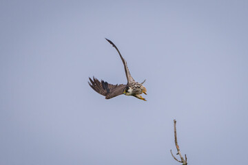 Beautiful predatory bird Eurasian hobby take off for hunting prey