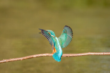 The common kingfisher (Alcedo atthis) wetlands birds's , female