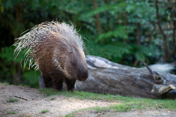 Amazing and beautiful image of porcupine.