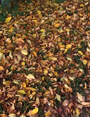 autumn leaves background