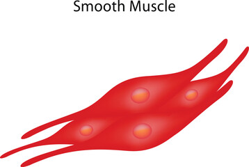 Smooth Muscle Science Design Vector Illustration Diagram