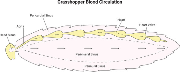 Grasshopper Blood Circulation Science Design Vector Illustration Diagram